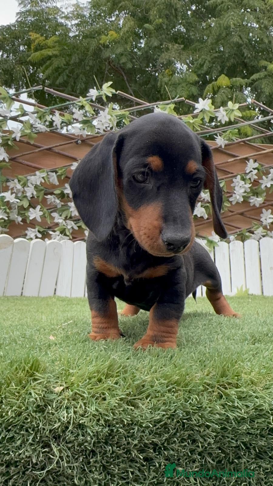 Teckel Miniatura perros 🐾 TECKEL MINIATURA MACHO NEGRO Y FUEGO - Anuncio 1