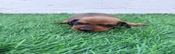 Teckel Miniatura perros en venta: Teckel Miniatura - Anuncio 11