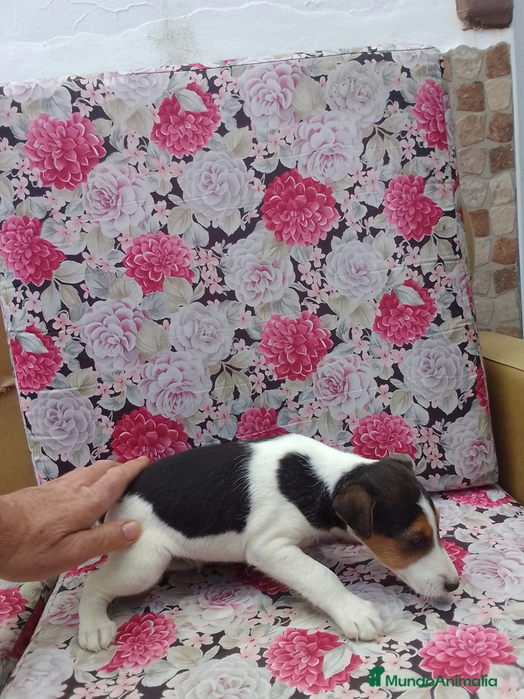 Fox Terrier de Pelo Duro perros en venta: Fox terrier de pelo duro - Anuncio 2