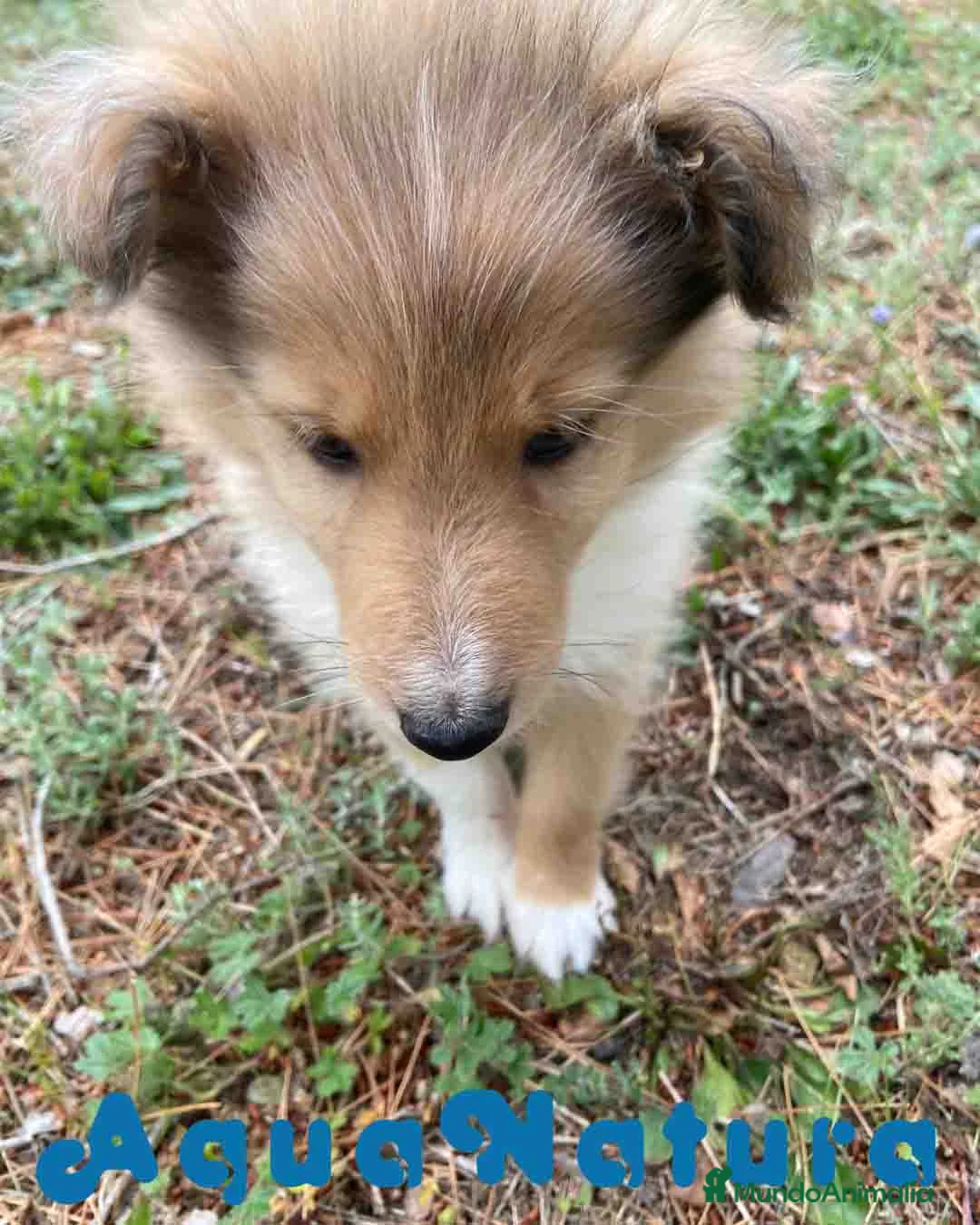 Perro Pastor de las Shetland perros en venta: Pastor de Shetland Macho de Nua AQUANATURA - Anuncio 2