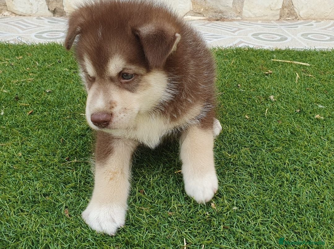 Husky Siberiano perros Husky rojos y chocolate tricolor - Anuncio 2