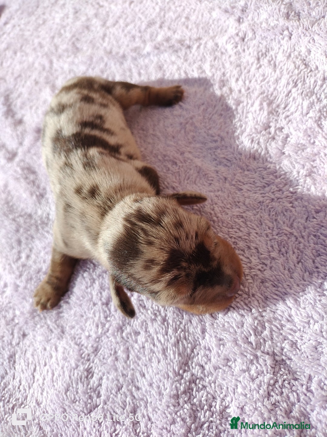 Teckel Miniatura perros en venta: Disponibles cachoros de teckel arlequines  - Anuncio 3