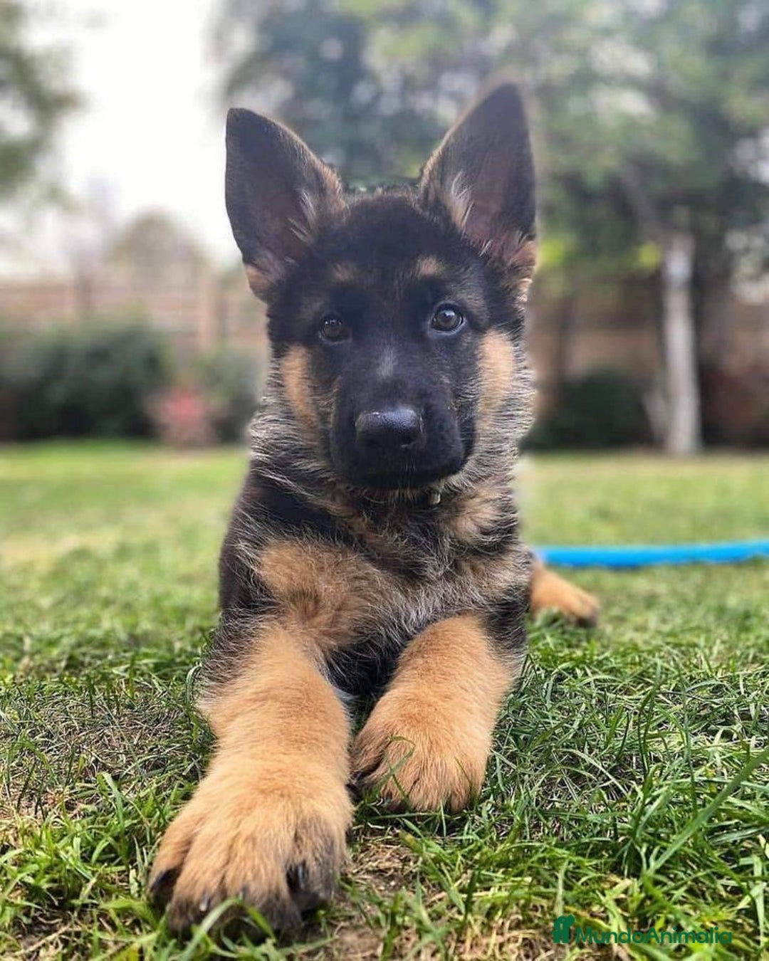 Pastor Alemán perros en venta: PASTOR ALEMÁN - Anuncio 1