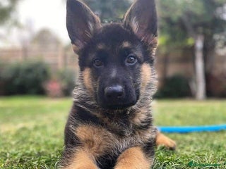 Pastor Alemán perros PASTOR ALEMÁN - Anuncio 1