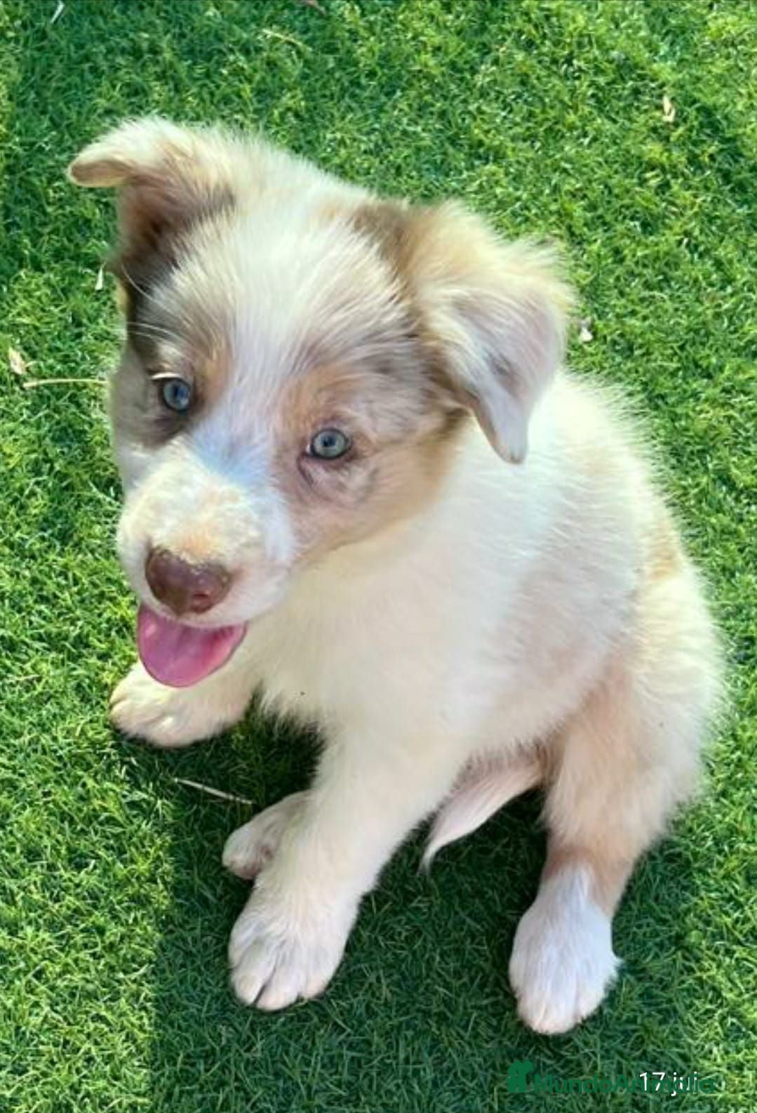 Border Collie perros Border collie - Anuncio 2