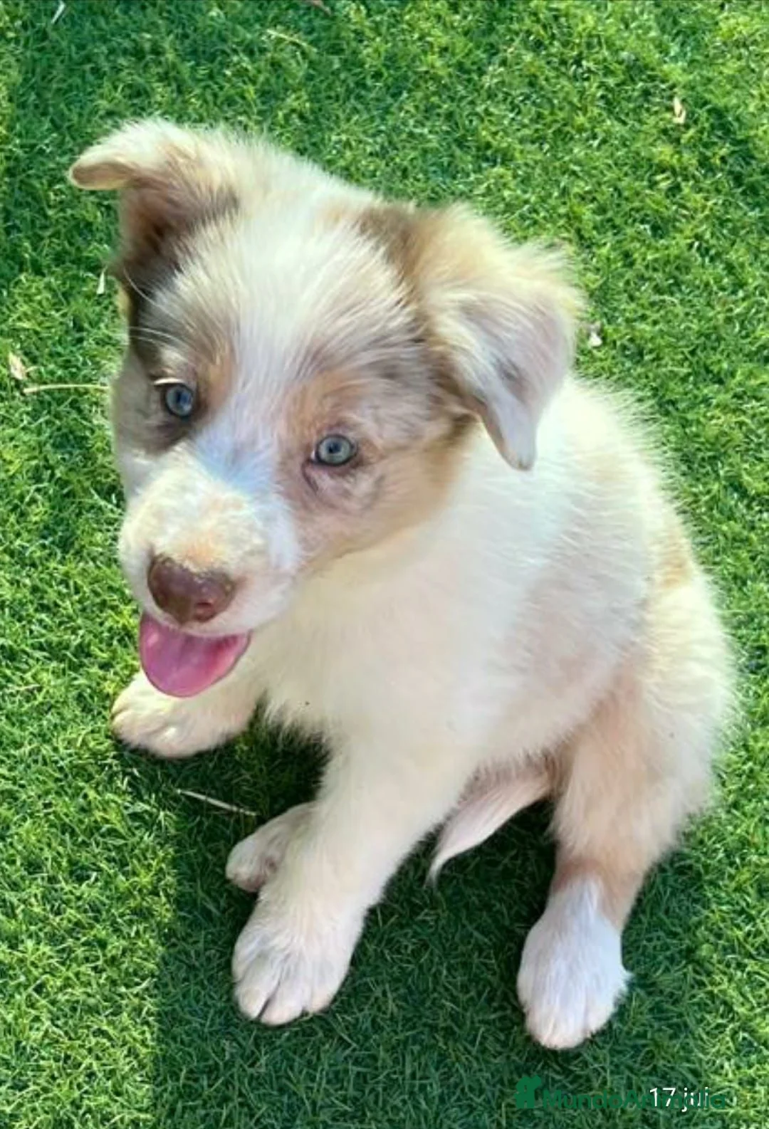 Border Collie perros en adopcion: Border collie - Anuncio 1