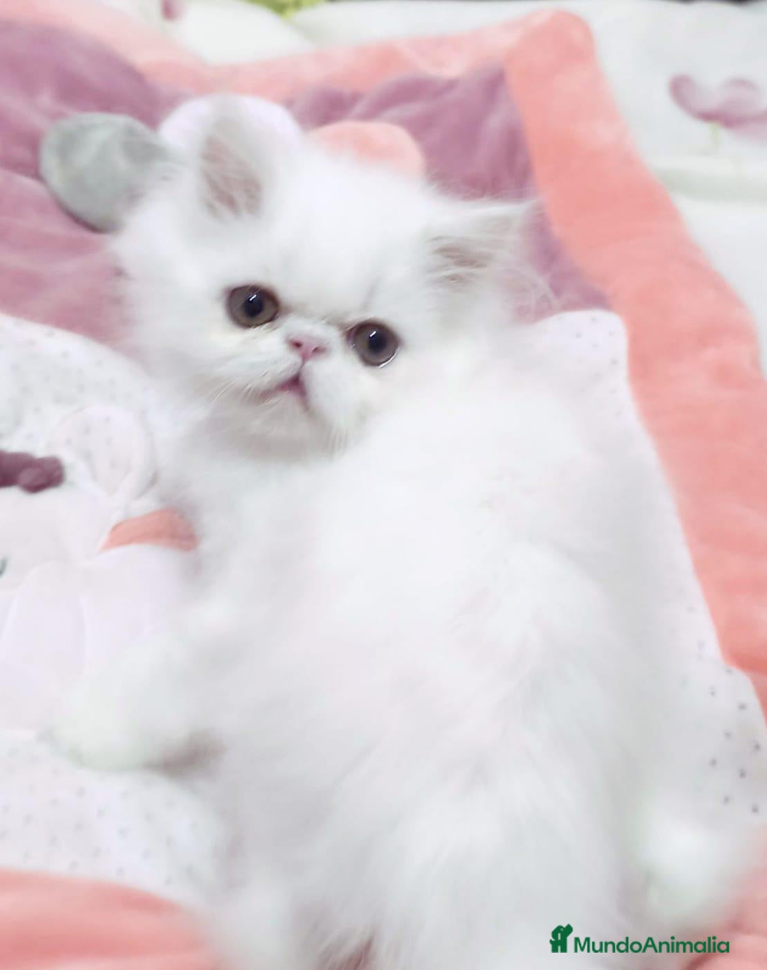 Persa gatos Venta de machitos y hembras persas - Anuncio 2