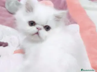 Persa gatos Venta de machitos y hembras persas - Anuncio 2