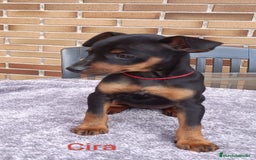 Pinscher Miniatura perros en venta: Pinscher Miniatura  - Imagen 23