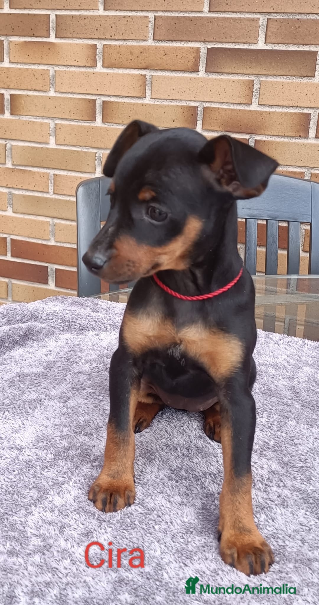 Pinscher Miniatura perros en venta: Pinscher Miniatura  - Imagen 23