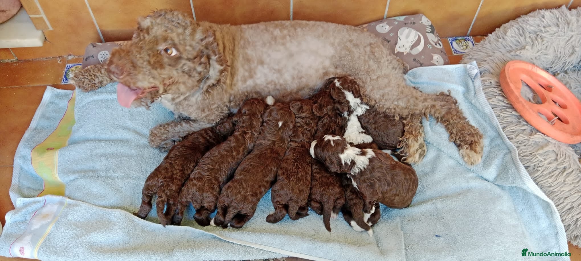 Perro de Agua Español perros Bicolores hambras y machos 600€ - Anuncio 2