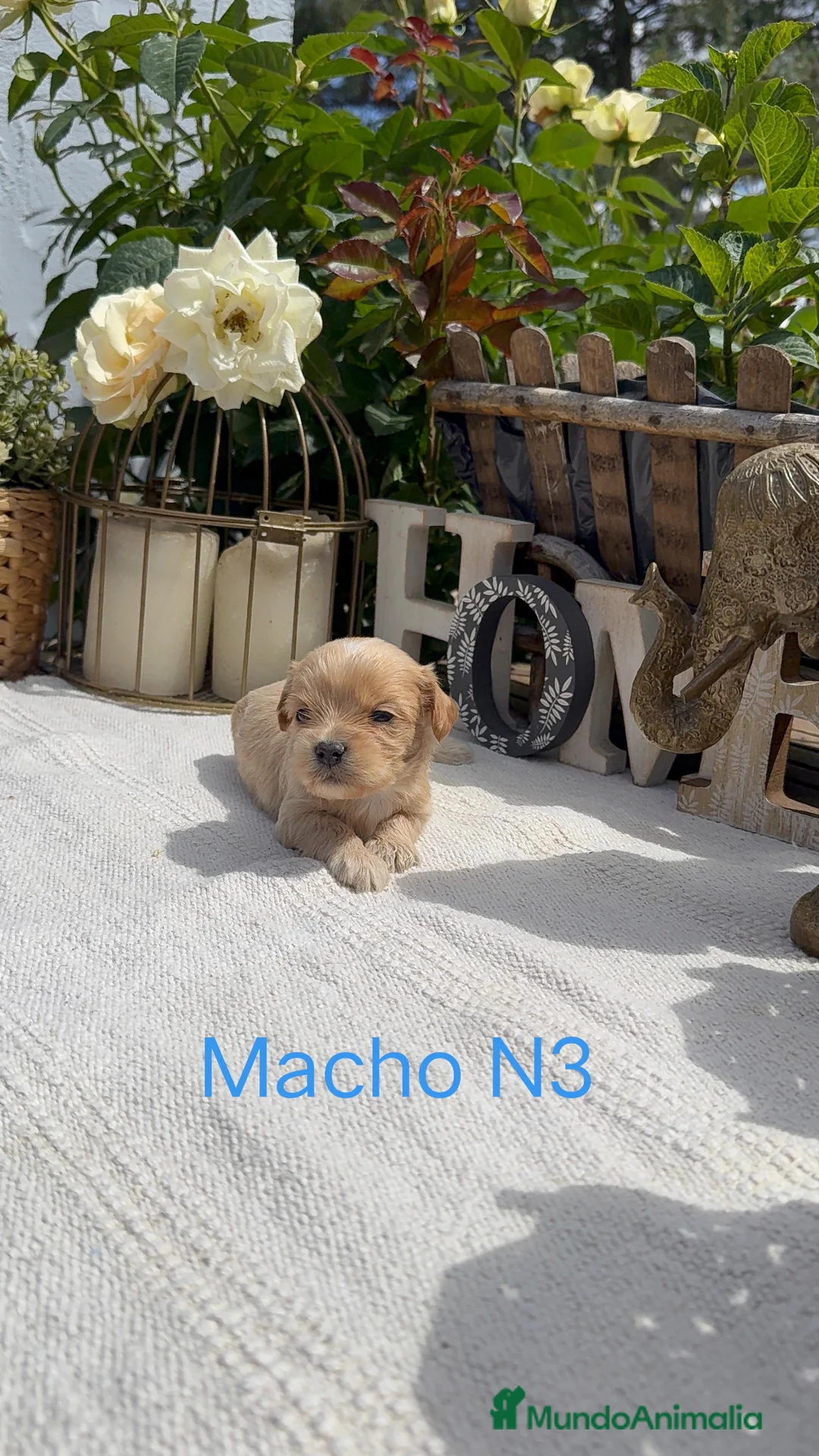 Maltipoo perros en venta: Maltipoo Toy Apricot Preciosos bebes Disponibles  - Anuncio 3