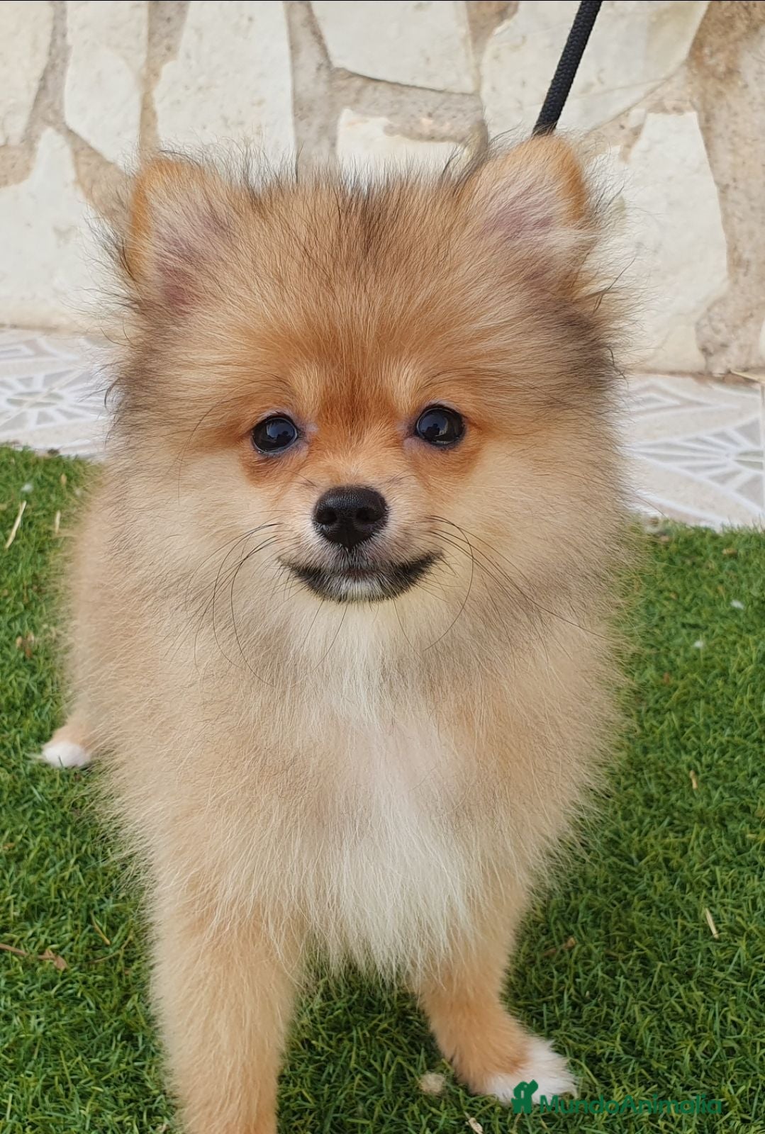 Pomerania perros Pomerania Toy Top  - Anuncio 1
