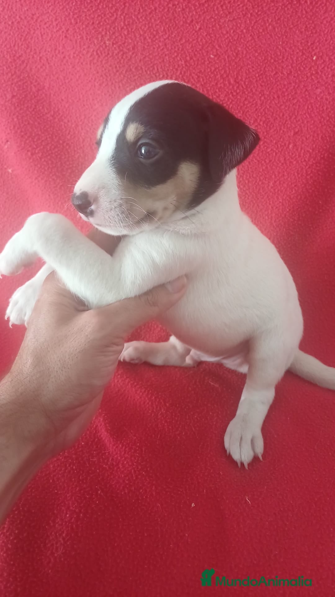 Ratonero Bodeguero Andaluz perros en venta: Bodeguero Andaluz  - Imagen 2