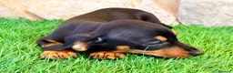 Teckel Miniatura perros en venta: Teckel miniatura negro fuego - Anuncio 8