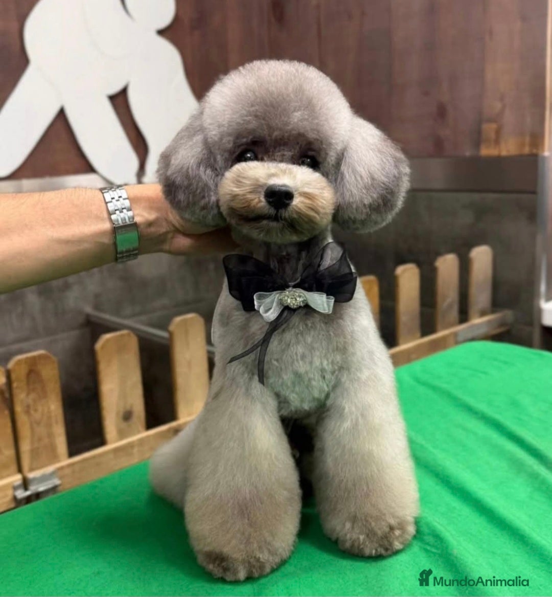 Caniche Toy perros en venta: Caniche toy hembra gris  - Anuncio 4