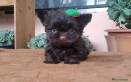 Biewer Yorkshire Terrier a la Pom Pon perros en venta: Yorkshire toy miniatura  - Imagen 1