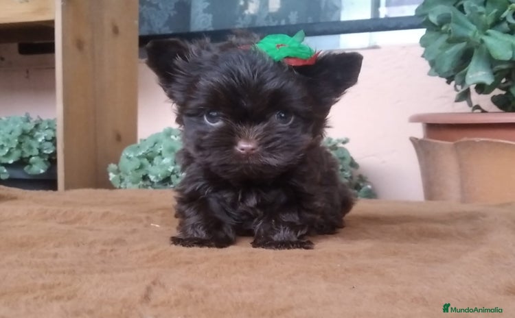 Biewer Yorkshire Terrier a la Pom Pon perros - Anuncio 15