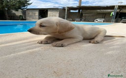 Labrador Retriever perros en venta: CAMADA LABRADORES - Imagen 4