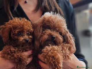 Caniche Toy perros - Anuncio 23