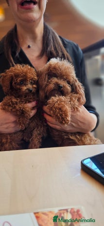 Caniche Toy perros - Anuncio 19