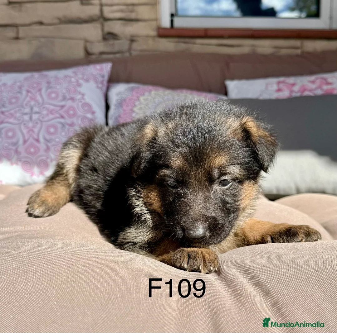 Pastor Alemán perros en venta: CAMADA DE PASTOR ALEMANY - Anuncio 8