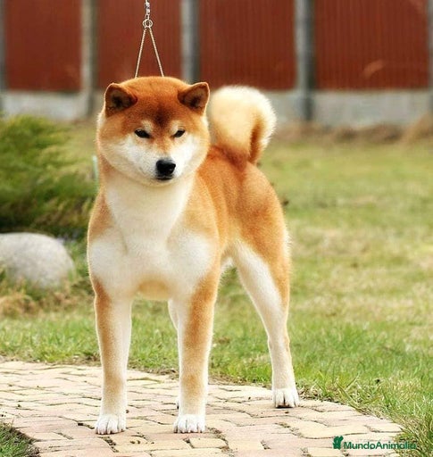 Imagen de galería {{count}}