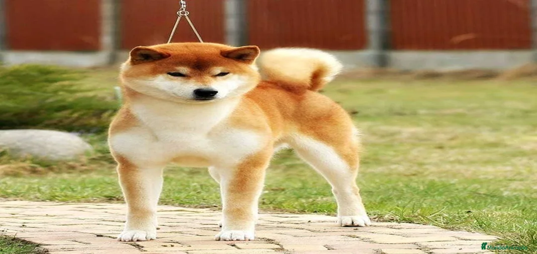 Imagen de galería {{count}}