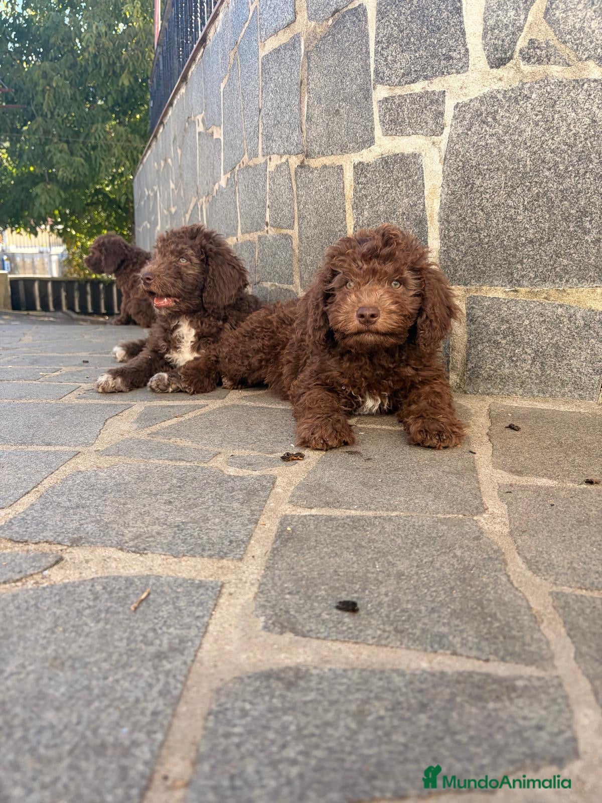 Perro de Agua Español perros Cachorros perro agua  - Anuncio 1