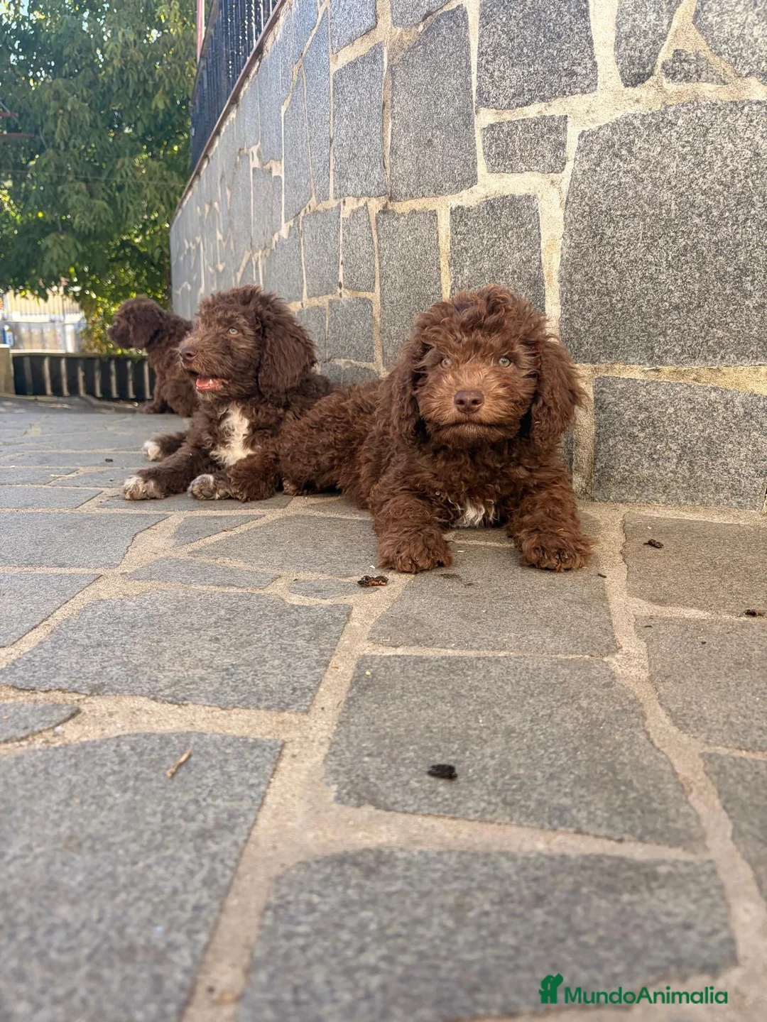 Perro de Agua Español perros en venta: Cachorros perro agua  - Anuncio 1