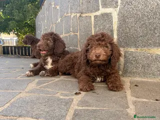 Perro de Agua Español perros Cachorros perro agua - Anuncio 1