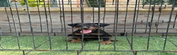 Terrier Alemán de Caza perros en venta: Cachorro Jagd terrier alemán  - Anuncio 1