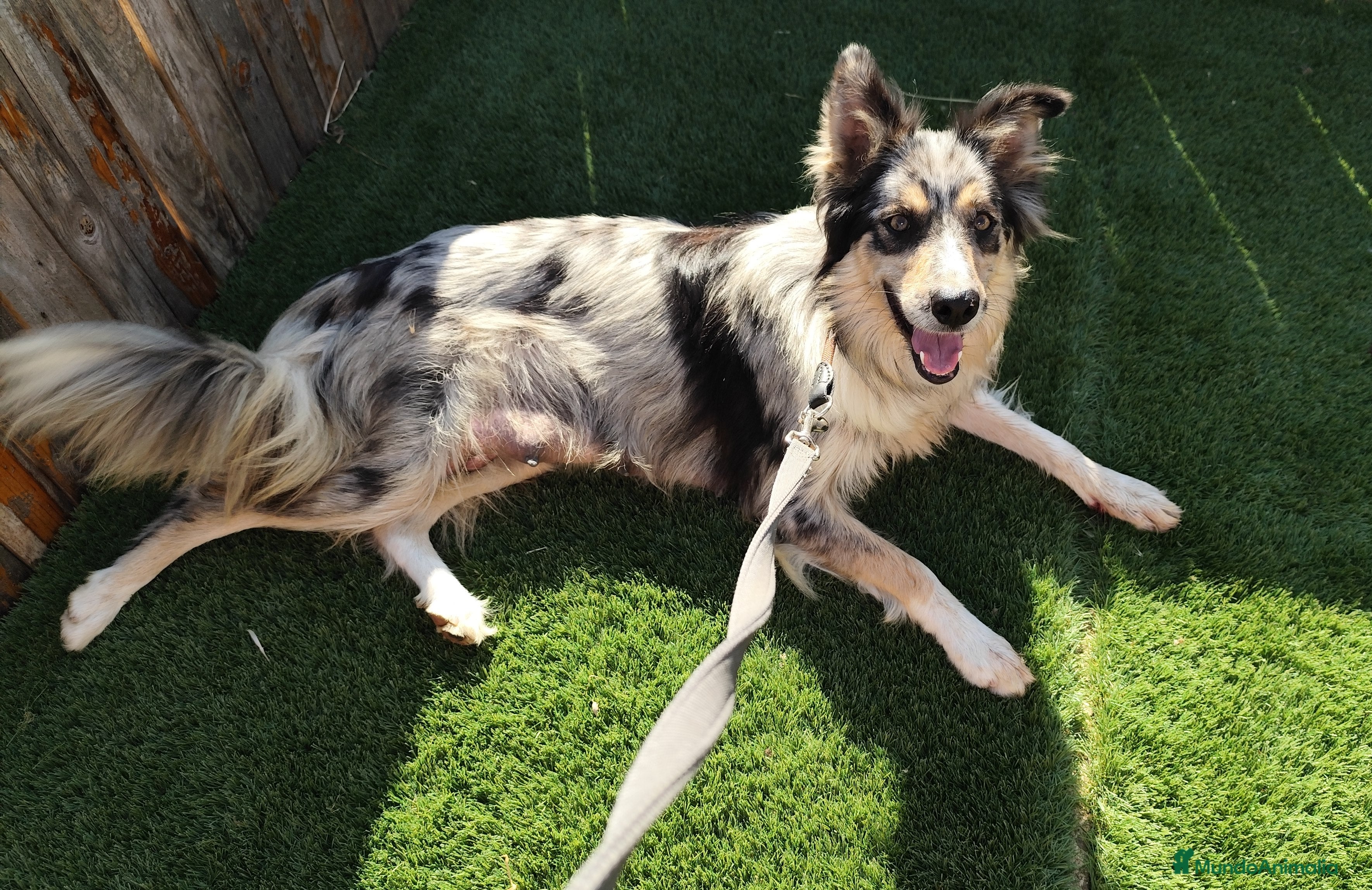 Border Collie perros Bordercollie  - Anuncio 1