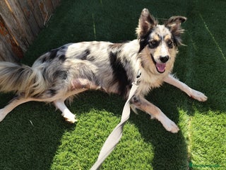 Border Collie perros Bordercollie - Anuncio 1