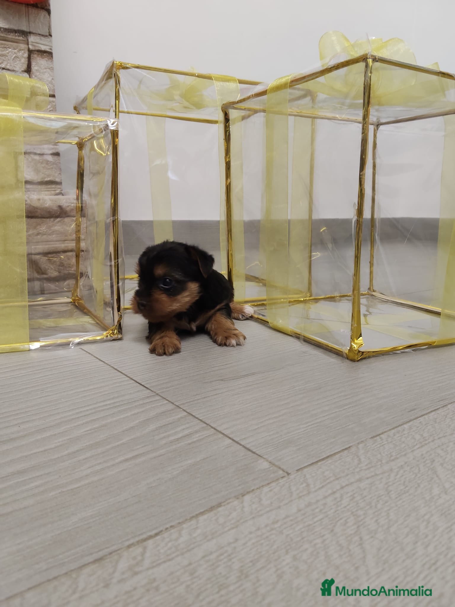 Yorkshire Terrier perros Yorkshire terrier  - Anuncio 2