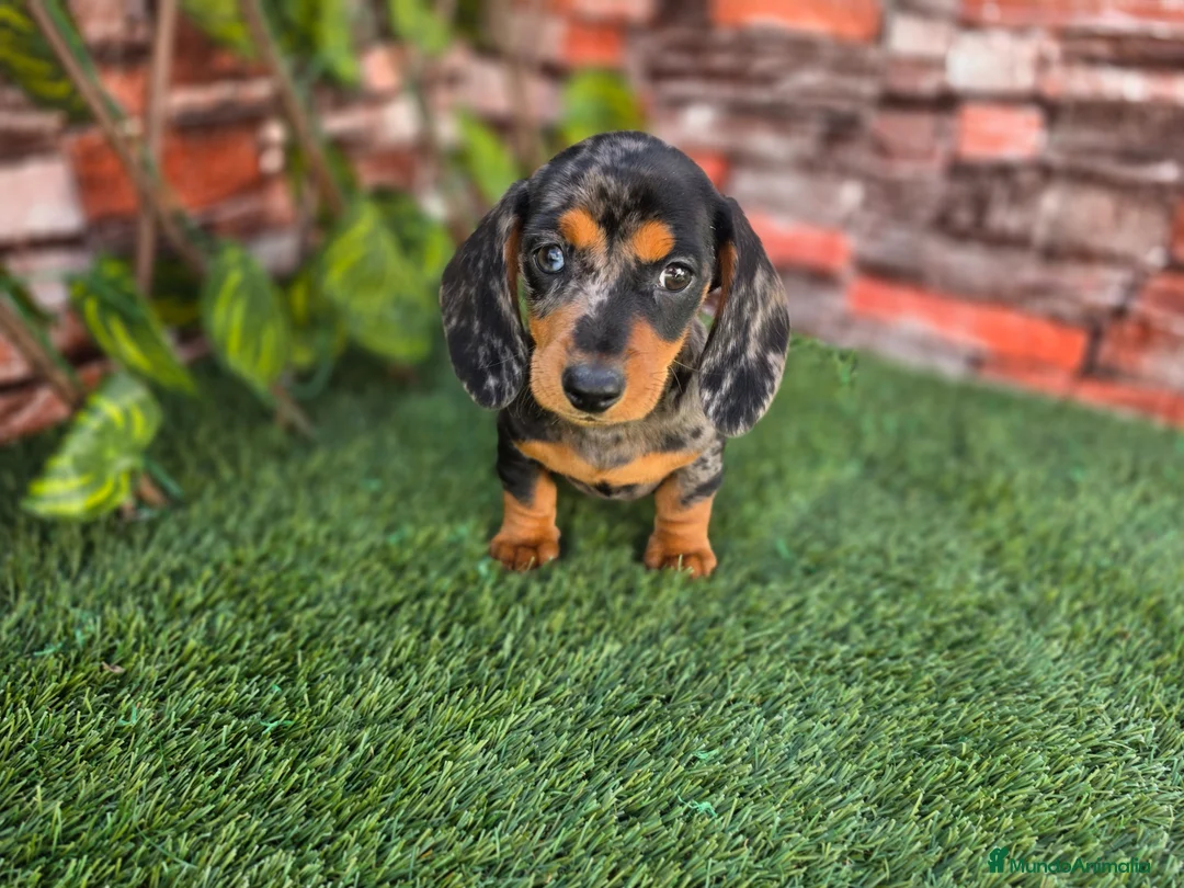 Teckel Miniatura perros en venta: TECKEL MINIATURA & KANNINCHEN ARLEQUIN - Anuncio 2