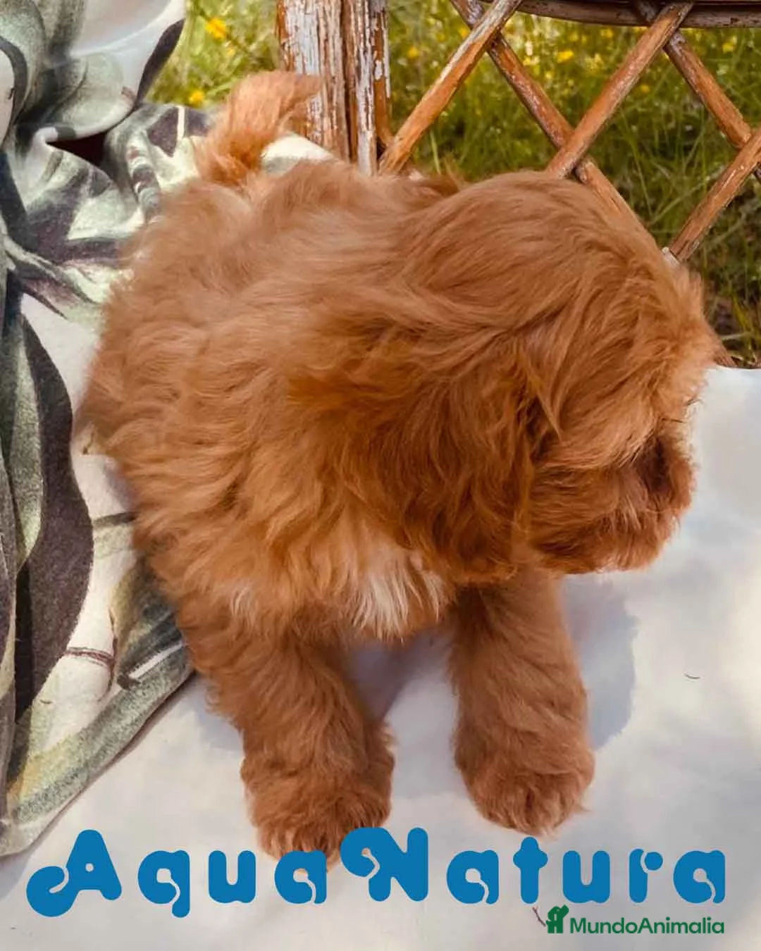 Caniche Enano perros en venta: Havapoo Hembra de Haya y Alejo 6890 - AQUANATURA en Barcelona - Anuncio 4