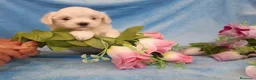 Bichón Maltés perros en venta: PRECIOSOS BICHON MALTES  LINEA TOY  - Anuncio 15
