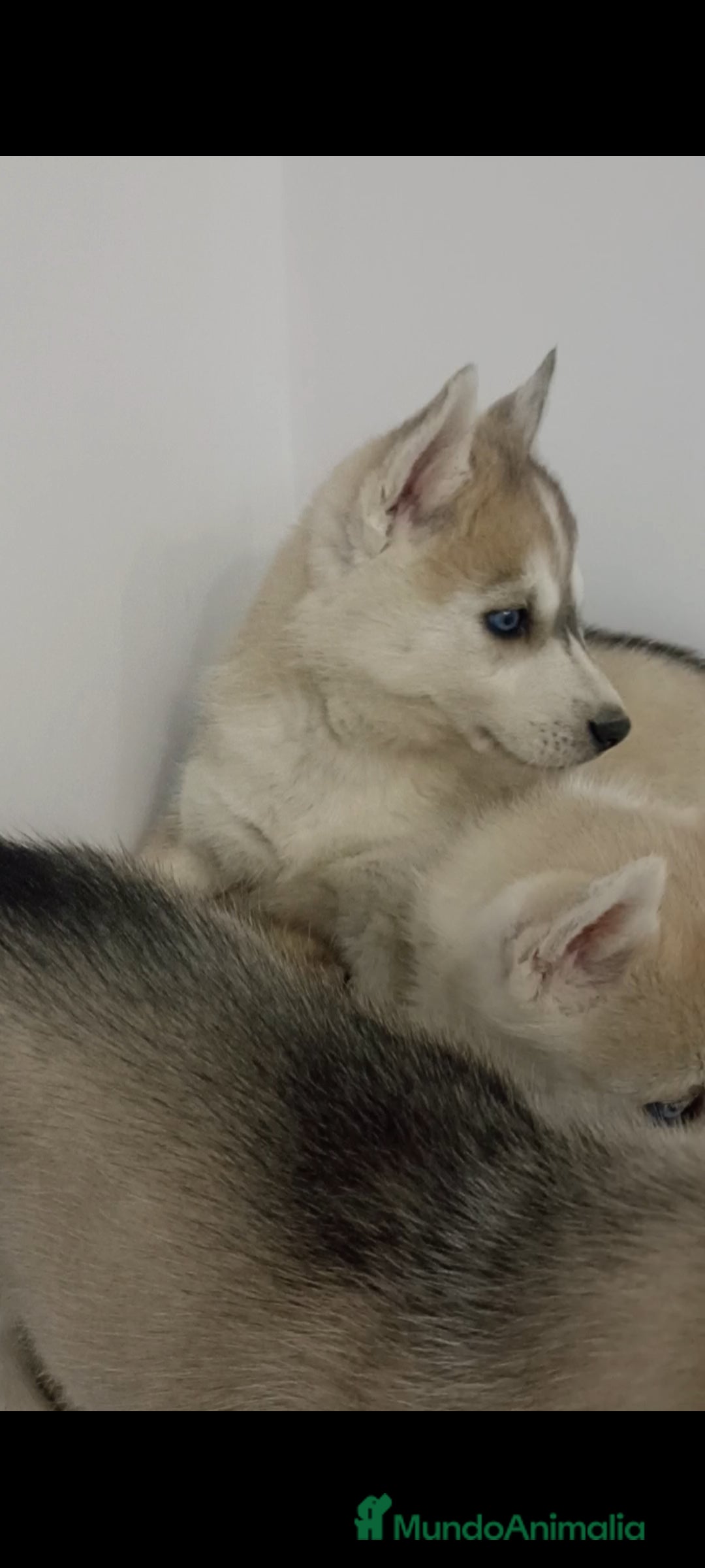 Husky Siberiano perros en venta: Husky siberianos cachorros  - Anuncio 3