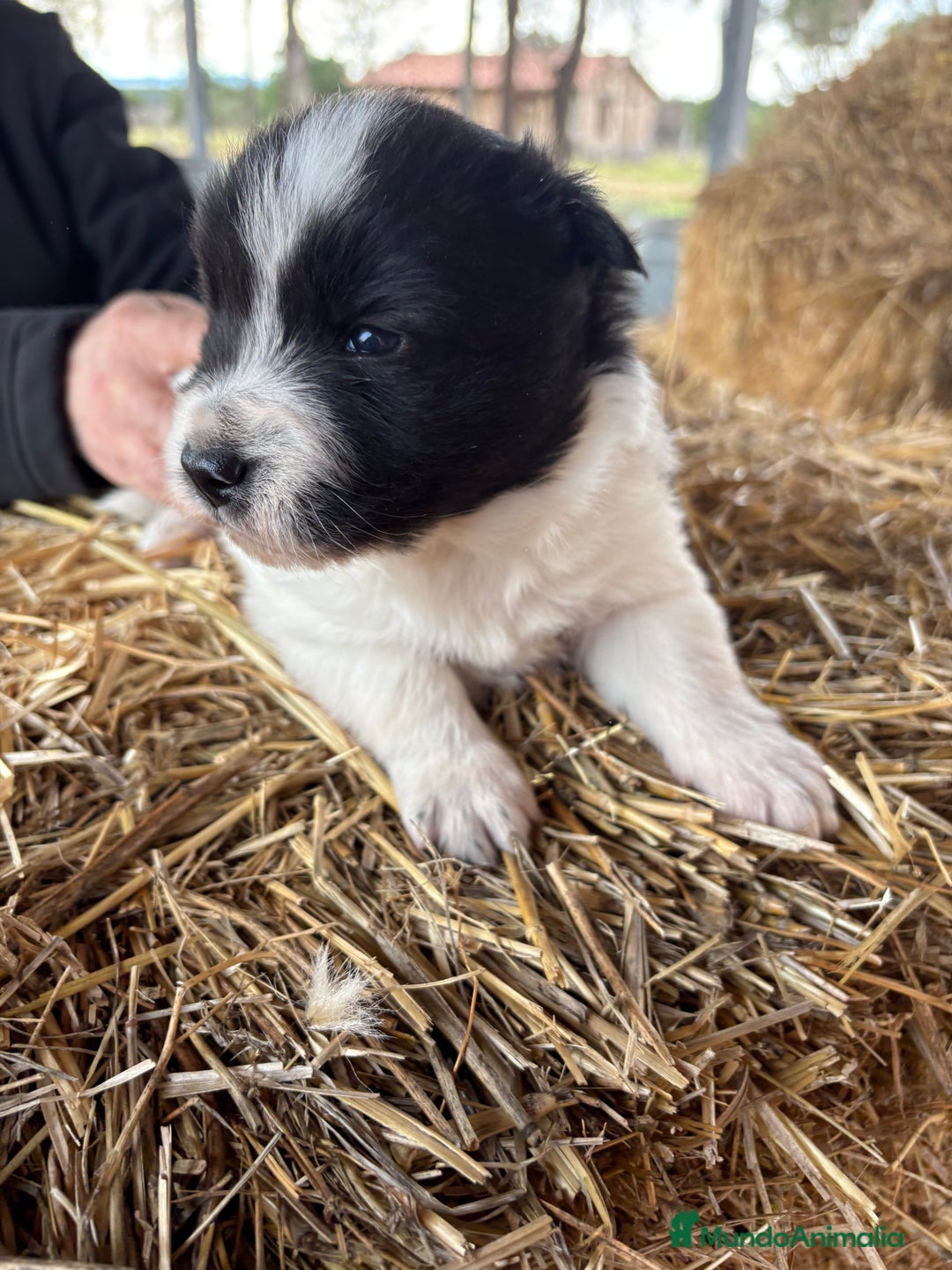 Border Collie perros en venta: Border collie macho  - Anuncio 11