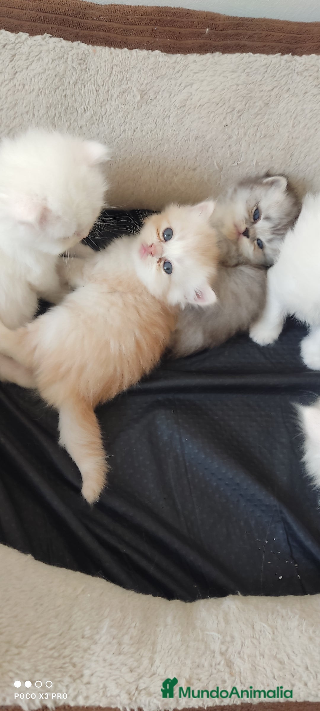 Persa gatos en venta: Gatos persa - Anuncio 5