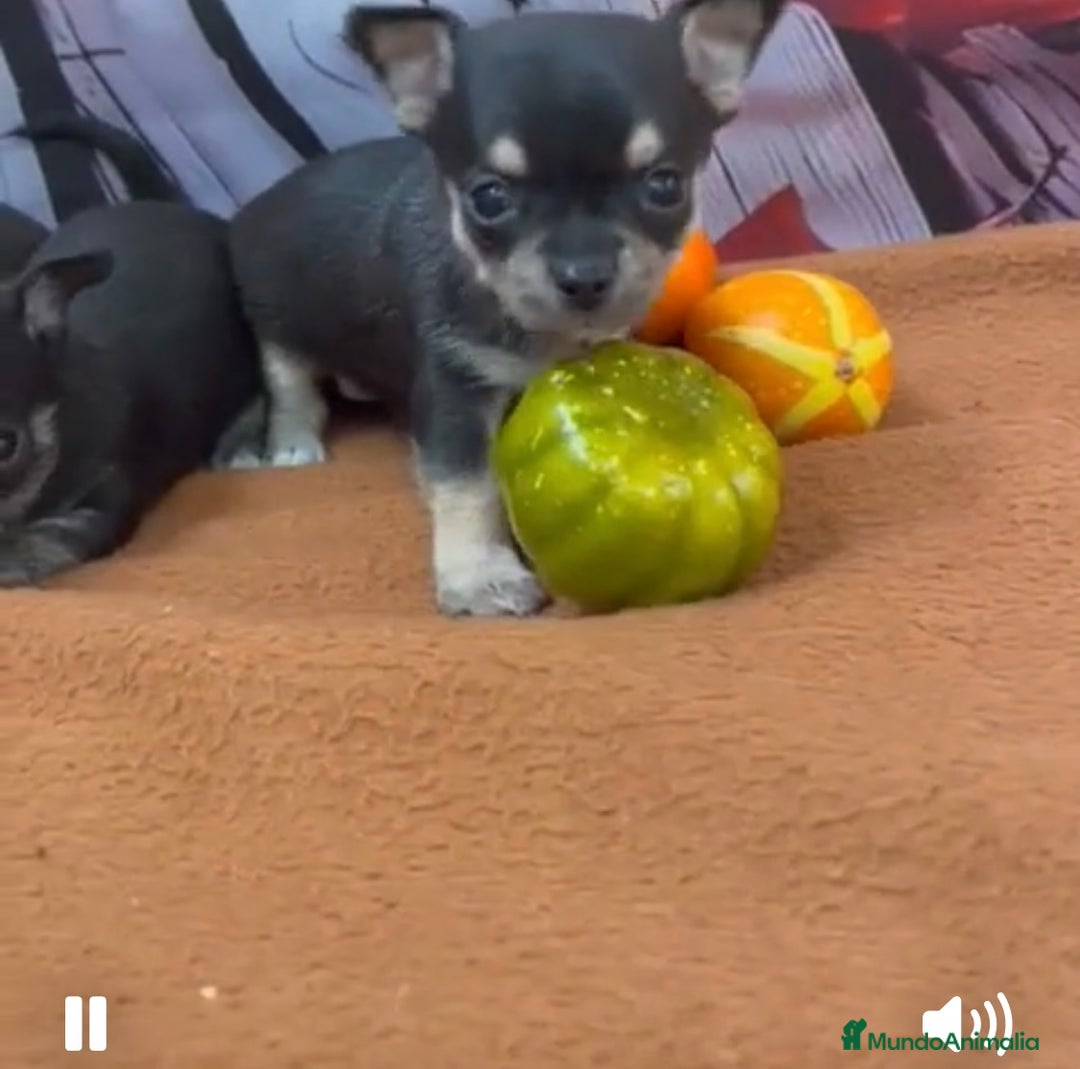 Chihuahua perros en venta: Chihuahuas toy muy bonitos !!! - Imagen 2