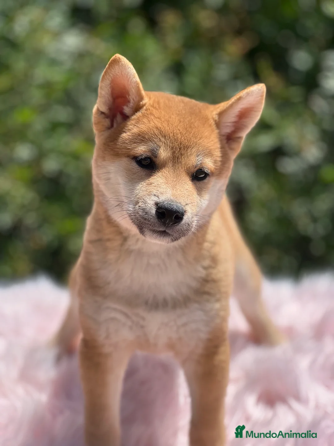 Shiba Inu perros en venta: Shiba inu roja  - Anuncio 2