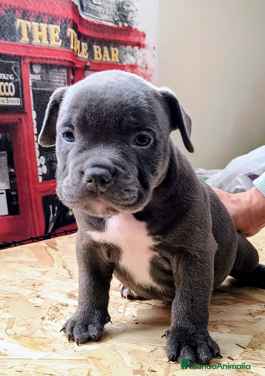 American Bully perros en venta: American bully exotic  - Anuncio 2