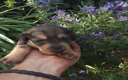 Teckel perros en venta: Teckel de pelo duro  - Imagen 8