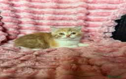 Británico de Pelo Corto gatos en venta: Preciosa British Calicó Diluida - Imagen 2