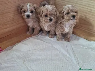 Maltipoo perros MALTIPOO - Anuncio 1