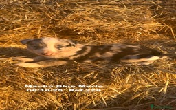 Border Collie perros en venta: Border Collie Blue Merle - Anuncio 29