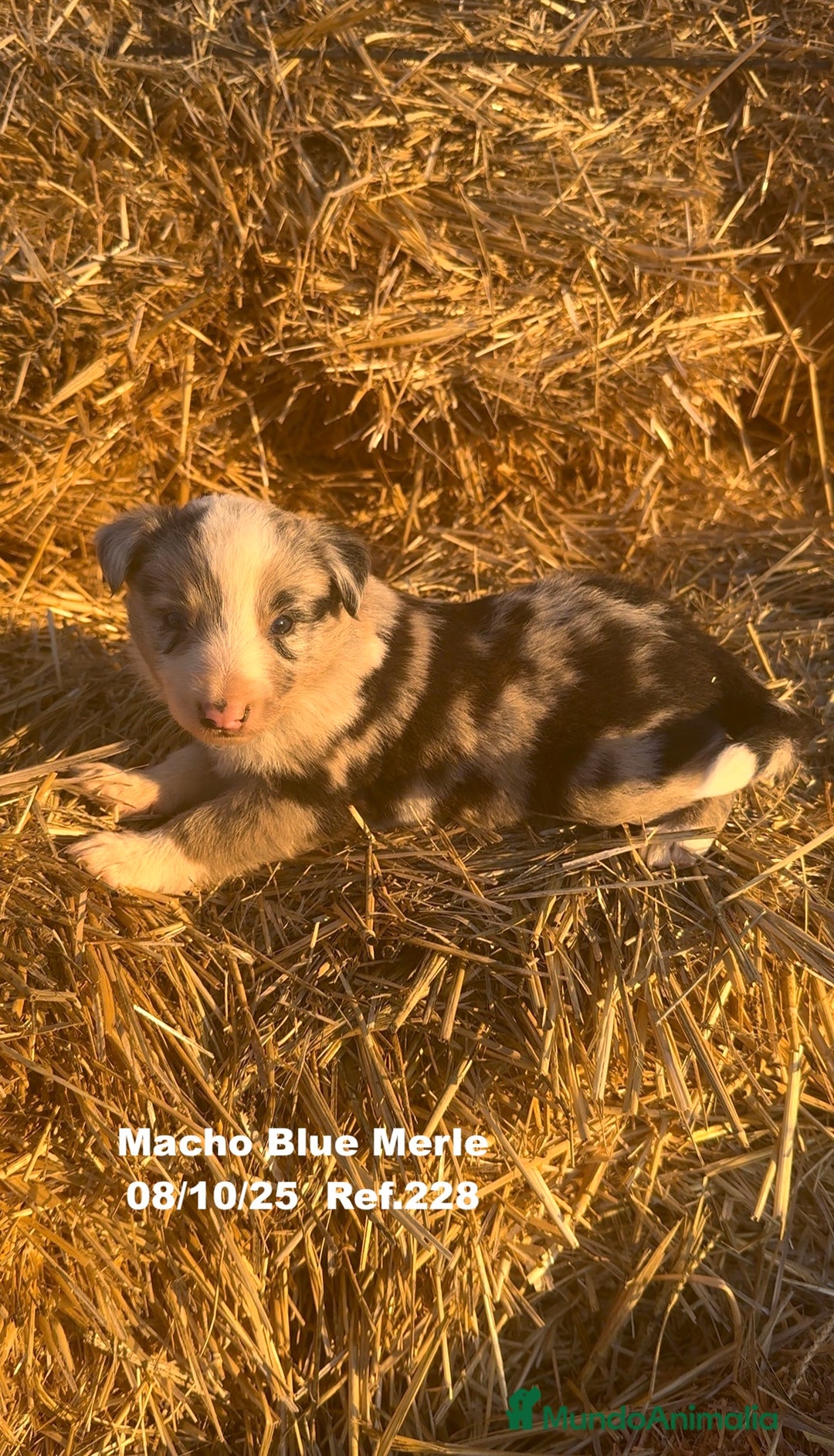 Border Collie perros en venta: Border Collie Blue Merle - Anuncio 29