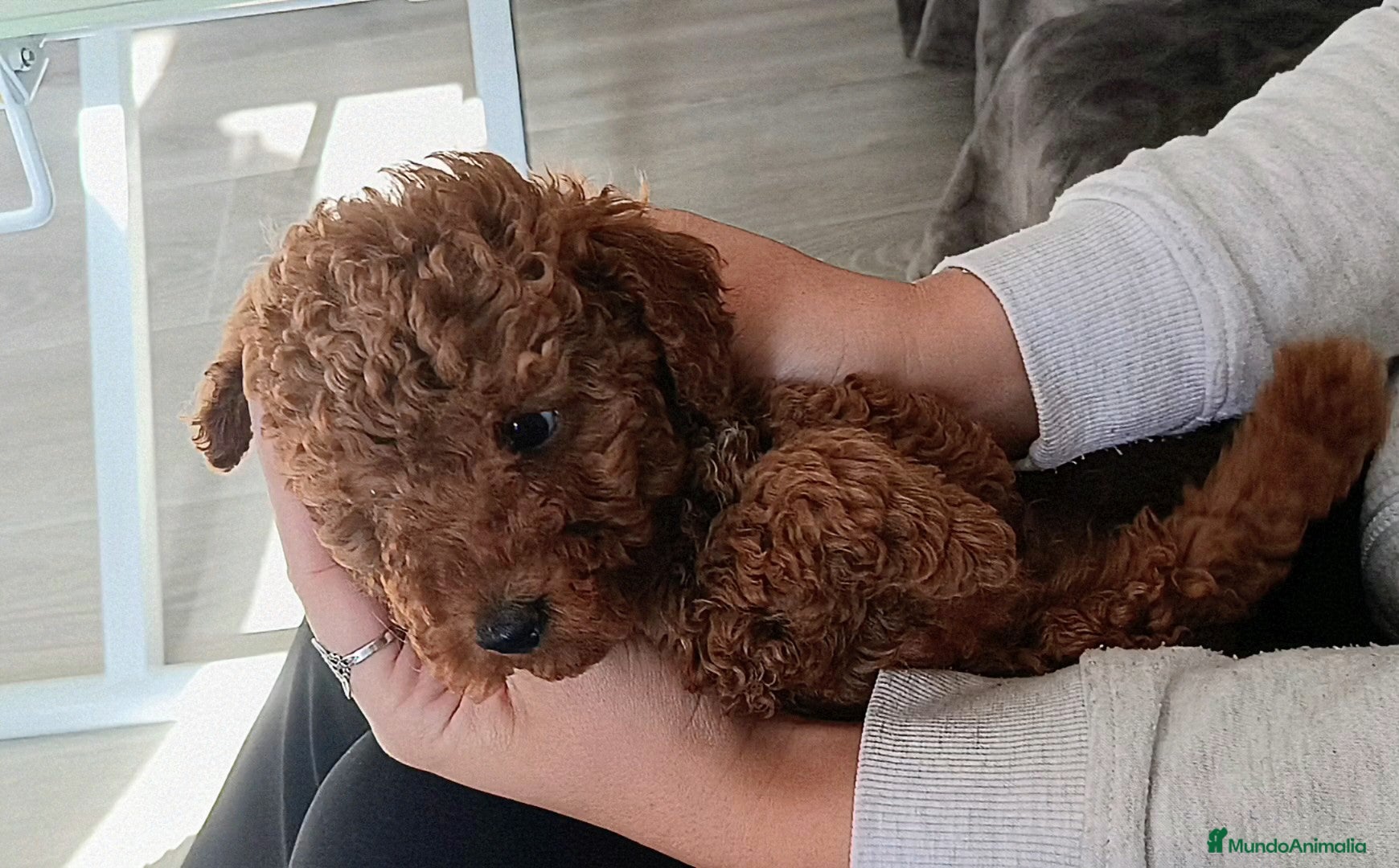 Caniche Toy perros CANICHES MACHITOS TOY - Anuncio 2